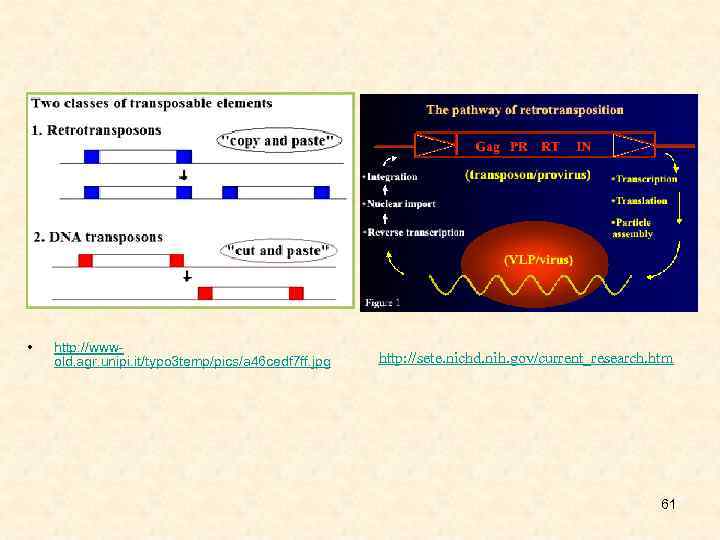  • http: //wwwold. agr. unipi. it/typo 3 temp/pics/a 46 cedf 7 ff. jpg