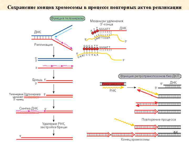 Сохранение концов хромосомы в процессе повторных актов репликации 64 