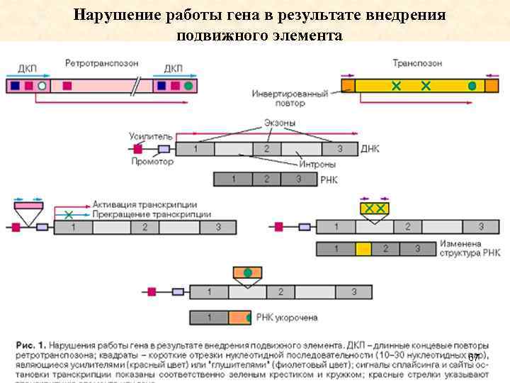 Нарушение работы гена в результате внедрения подвижного элемента 67 
