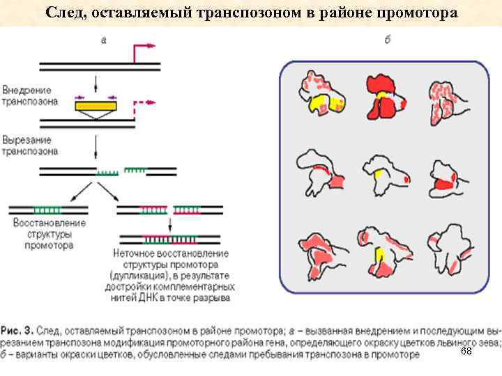 След, оставляемый транспозоном в районе промотора 68 