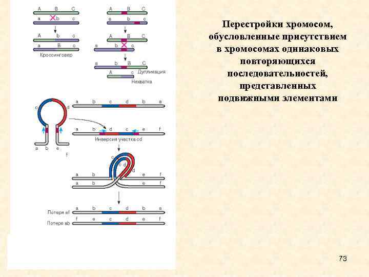 Перестройки хромосом, обусловленные присутствием в хромосомах одинаковых повторяющихся последовательностей, представленных подвижными элементами 73 