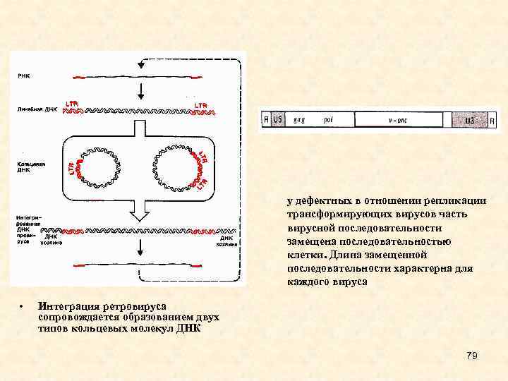 у дефектных в отношении репликации трансформирующих вирусов часть вирусной последовательности замещена последовательностью клетки. Длина
