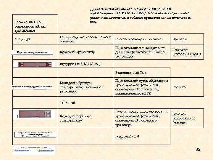  Длина этих элементов варьирует от 2000 до 12 000 нуклеотидных пар. В состав