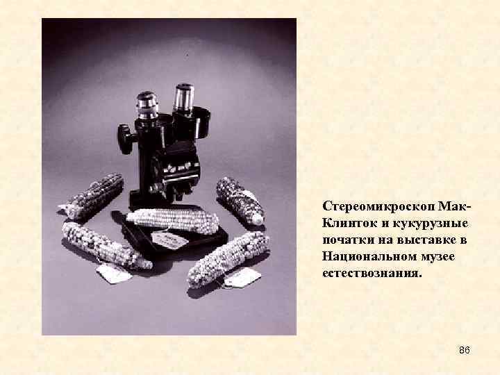 Стереомикроскоп Мак. Клинток и кукурузные початки на выставке в Национальном музее естествознания. 86 