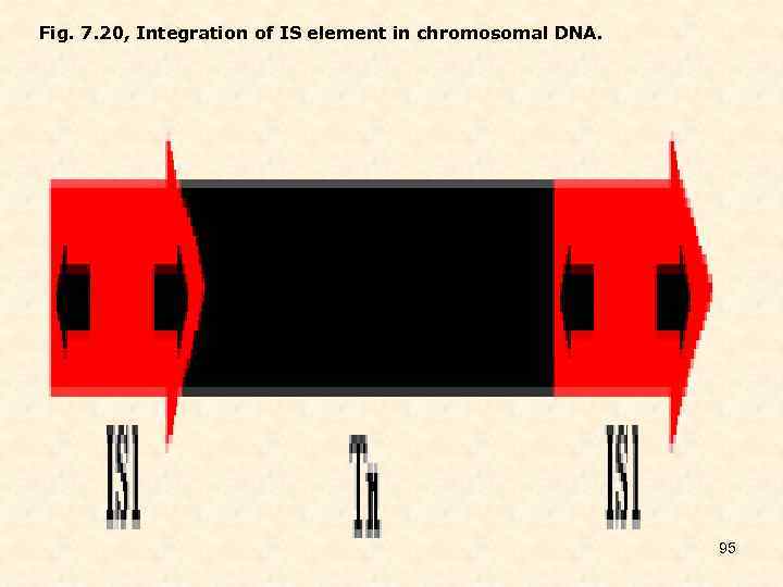 Fig. 7. 20, Integration of IS element in chromosomal DNA. 95 