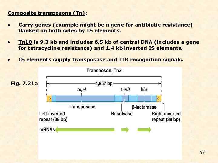 Composite transposons (Tn): • Carry genes (example might be a gene for antibiotic resistance)