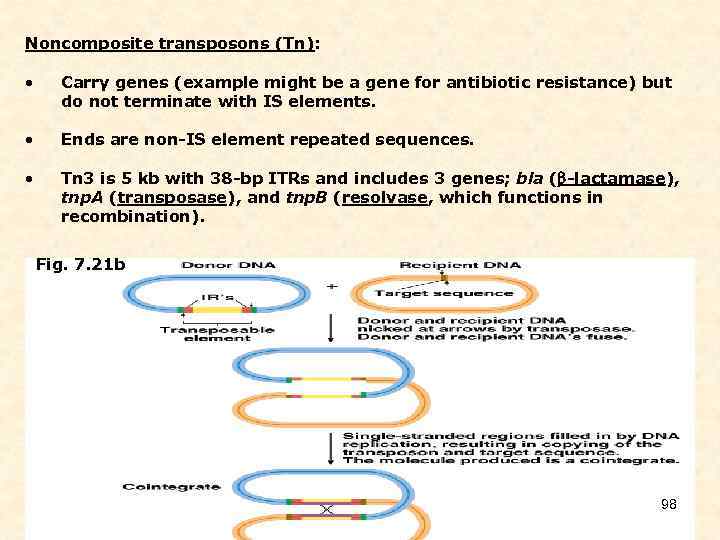 Noncomposite transposons (Tn): • Carry genes (example might be a gene for antibiotic resistance)