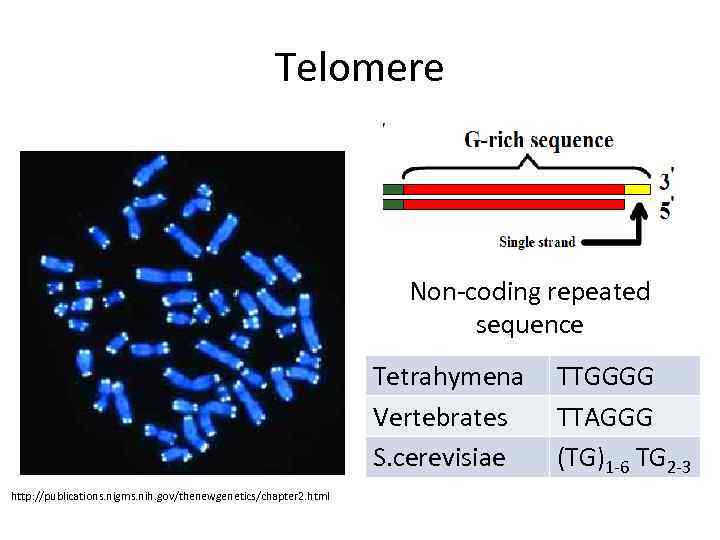 Telomere Non-coding repeated sequence Tetrahymena Vertebrates S. cerevisiae http: //publications. nigms. nih. gov/thenewgenetics/chapter 2.