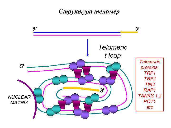 Структура теломер 5’ 3’ Telomeric t loop 5' 3' NUCLEAR MATRIX Telomeric proteins: TRF