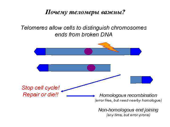 Почему теломеры важны? Telomeres allow cells to distinguish chromosomes ends from broken DNA Stop