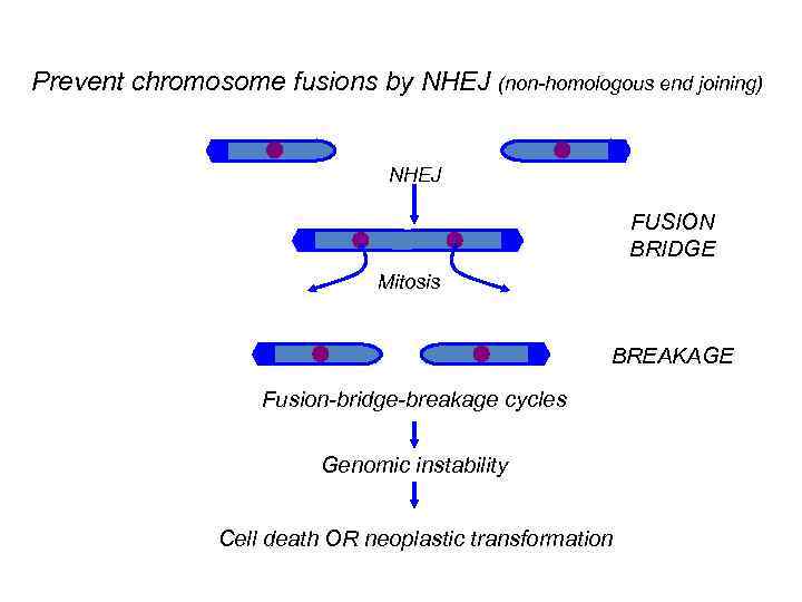 Prevent chromosome fusions by NHEJ (non-homologous end joining) NHEJ FUSION BRIDGE Mitosis BREAKAGE Fusion-bridge-breakage