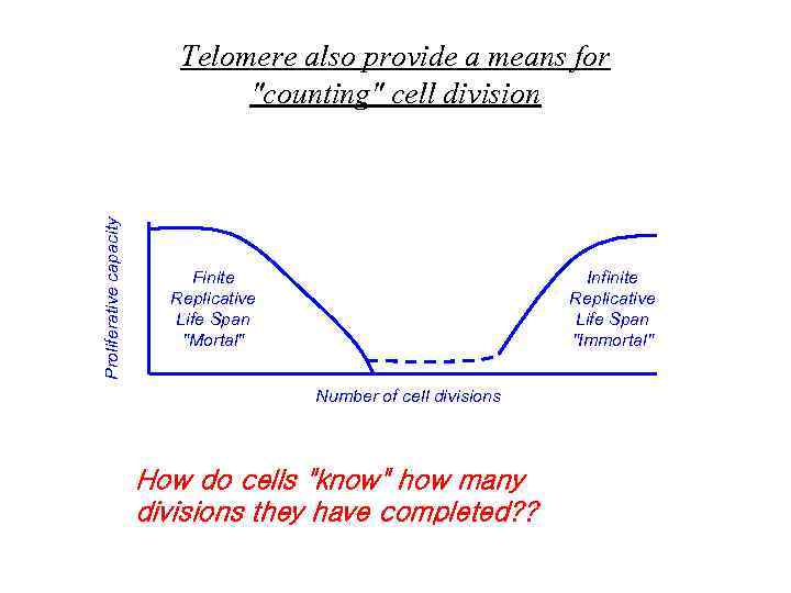 Proliferative capacity Telomere also provide a means for 