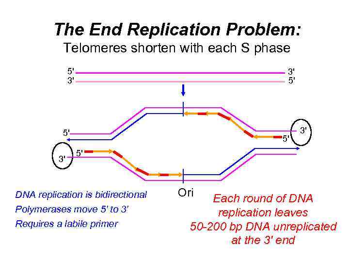 The End Replication Problem: Telomeres shorten with each S phase 5' 3' 3' 5'