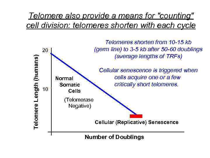 Telomere also provide a means for 