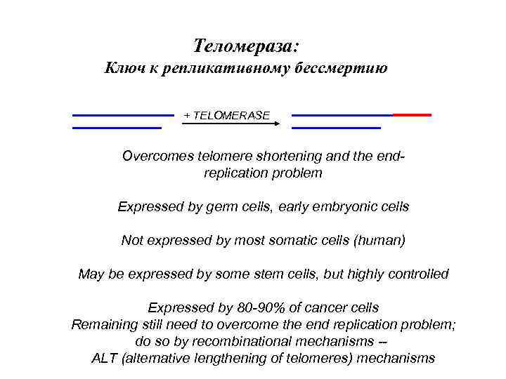 Теломераза: Ключ к репликативному бессмертию + TELOMERASE Overcomes telomere shortening and the endreplication problem