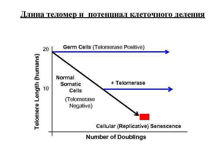 Длина теломер и потенциал клеточного деления Telomere Length (humans) 20 10 Germ Cells (Telomerase