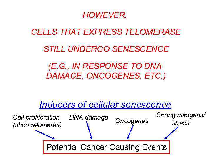 HOWEVER, CELLS THAT EXPRESS TELOMERASE STILL UNDERGO SENESCENCE (E. G. , IN RESPONSE TO