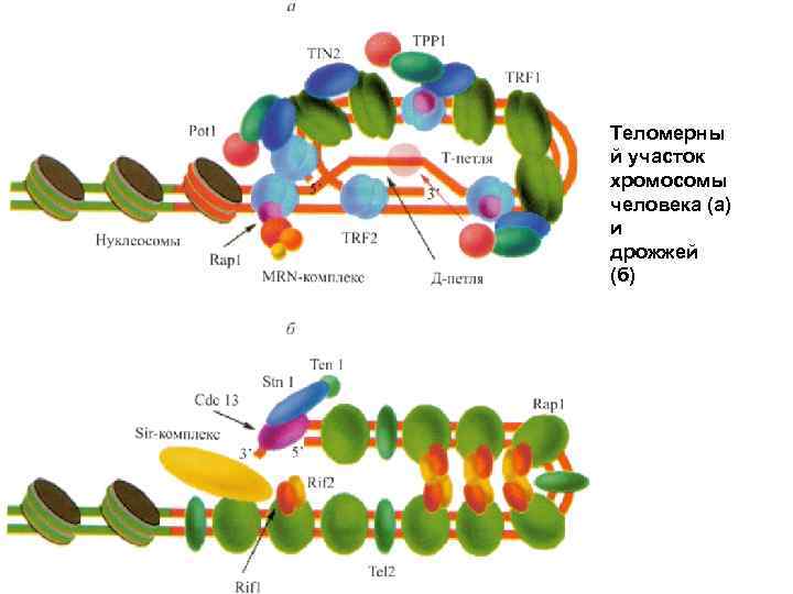 Теломерны й участок хромосомы человека (а) и дрожжей (б) 