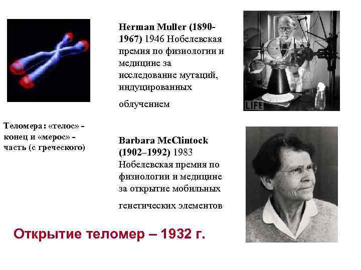 Herman Muller (1890 1967) 1946 Нобелевская премия по физиологии и медицине за исследование мутаций,