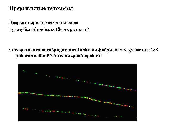 Прерывистые теломеры: Непрацентарные млекопитающие Бурозубка иберийская (Sorex granarius) Флуоресцентная гибридизация in situ на фибриллах