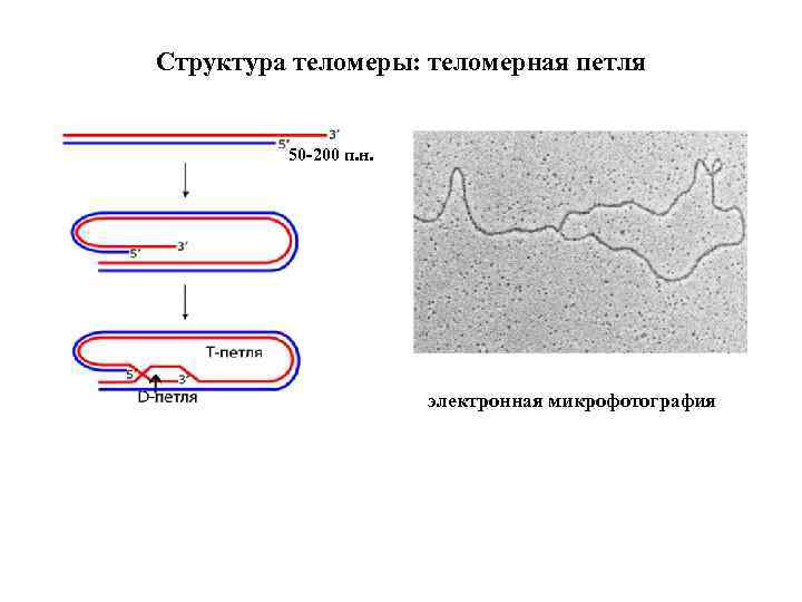 Структура теломеры: теломерная петля 50 200 п. н. электронная микрофотография 