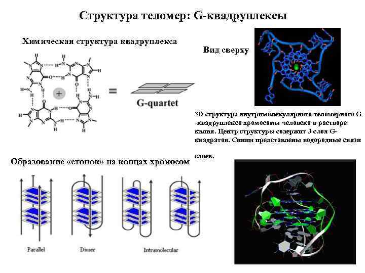 Структура теломер: G квадруплексы Химическая структура квадруплекса Вид сверху 3 D структура внутримолекулярного теломерного