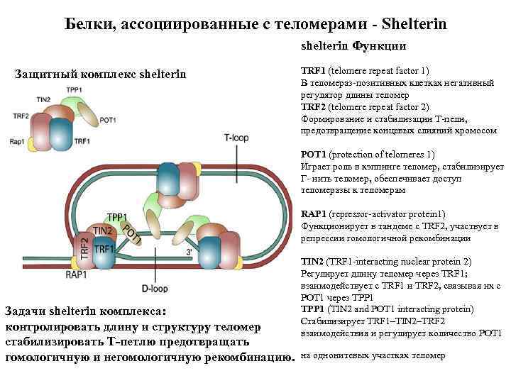 Белки, ассоциированные с теломерами Shelterin shelterin Функции Защитный комплекс shelterin TRF 1 (telomere repeat