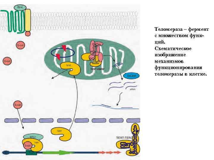 Теломераза – фермент с множеством функций. Схематическое изображение механизмов функционирования теломеразы в клетке. 