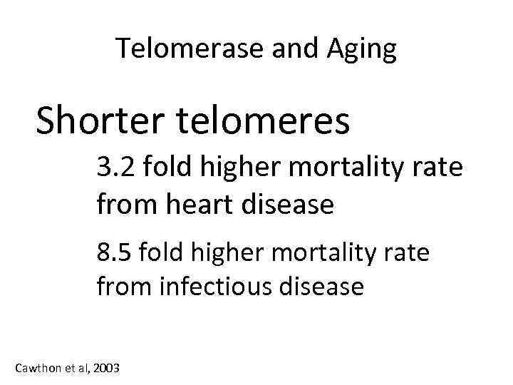 Telomerase and Aging Shorter telomeres 3. 2 fold higher mortality rate from heart disease