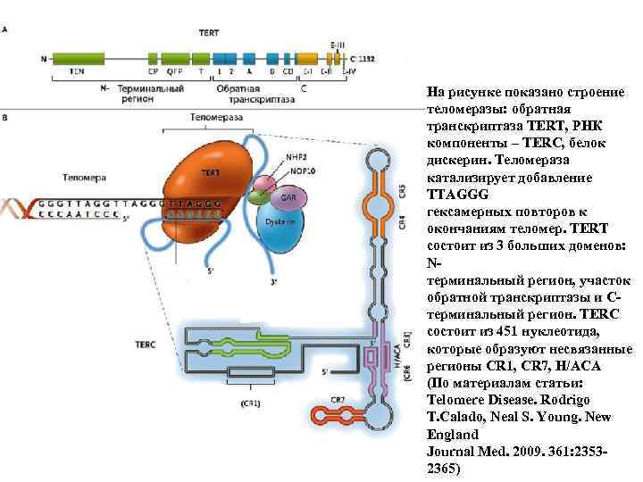 На рисунке показано строение теломеразы: обратная транскриптаза TERT, РНК компоненты – TERC, белок дискерин.