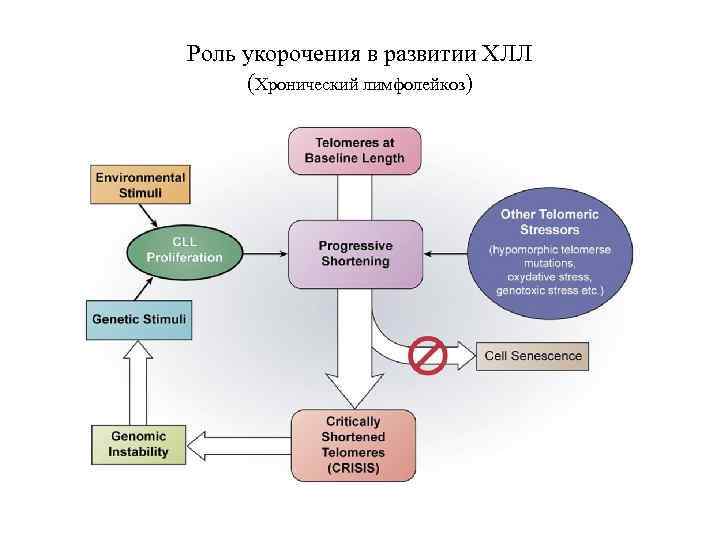 Роль укорочения в развитии ХЛЛ (Хронический лимфолейкоз) 