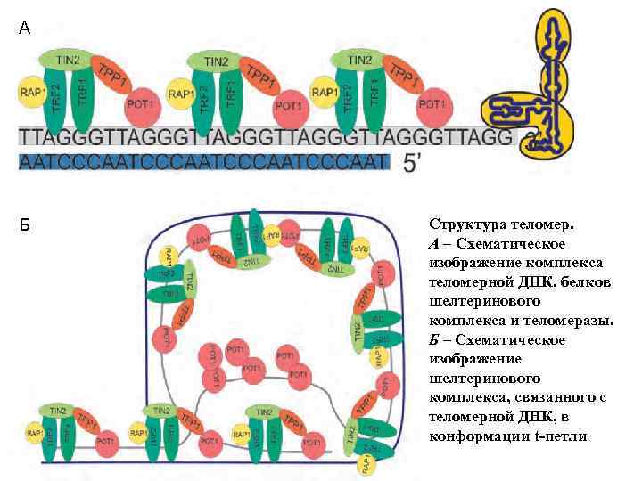 А Б Структура теломер. А – Схематическое изображение комплекса теломерной ДНК, белков шелтеринового комплекса