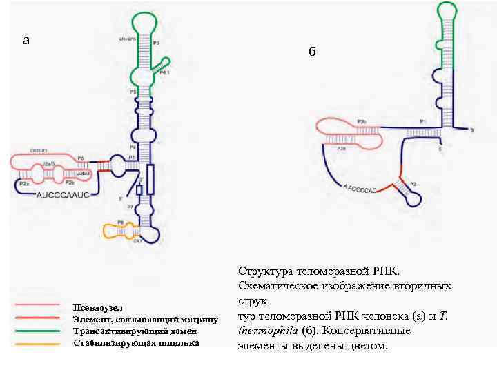 а б Псевдоузел Элемент, связывающий матрицу Трансактивирующий домен Cтабилизирующая шпилька Структура теломеразной РНК. Схематическое