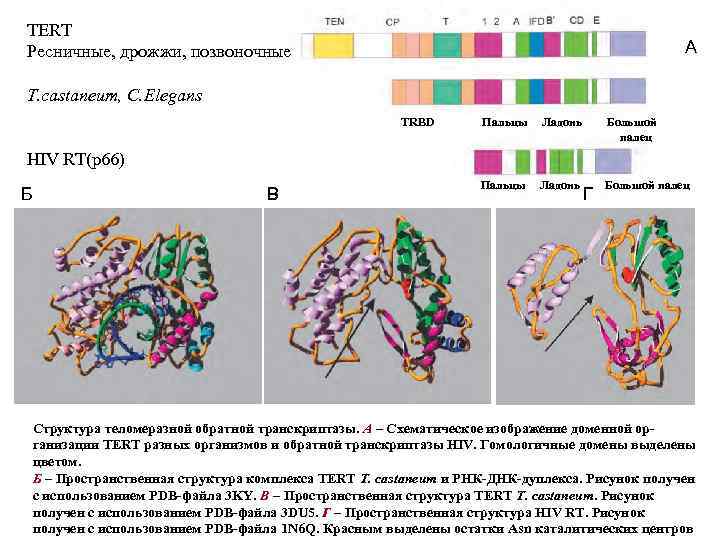 TERT Ресничные, дрожжи, позвоночные А T. castaneum, C. Elegans TRBD Пальцы Ладонь Большой палец