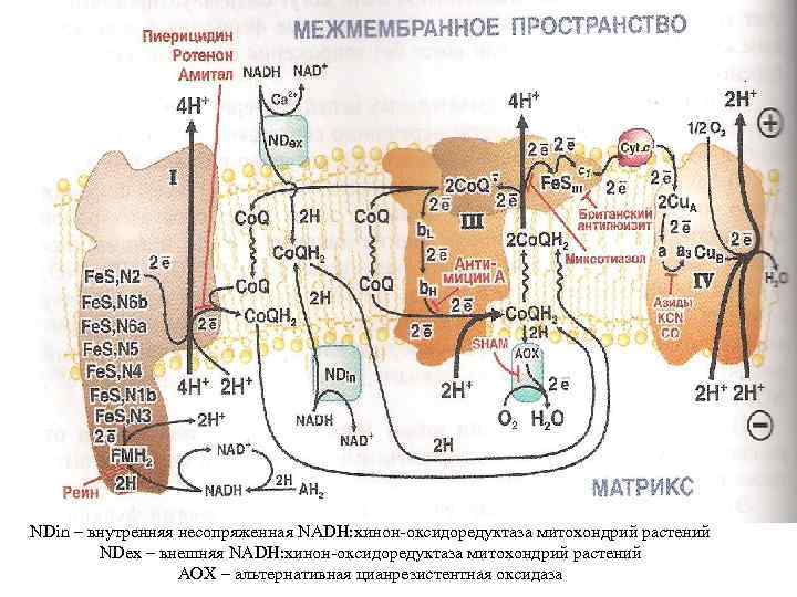 NDin – внутренняя несопряженная NADH: хинон-оксидоредуктаза митохондрий растений NDex – внешняя NADH: хинон-оксидоредуктаза митохондрий