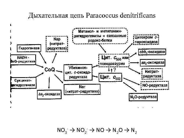 Дыхательная цепь Paracoccus denitrificans NO 3 - → NO 2 - → NO →