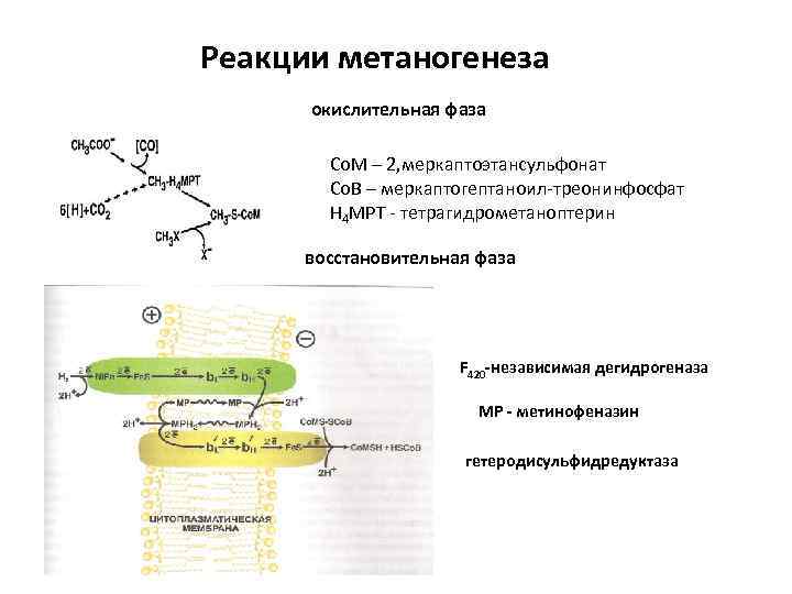 Реакции метаногенеза окислительная фаза Со. М – 2, меркаптоэтансульфонат Со. В – меркаптогептаноил-треонинфосфат Н