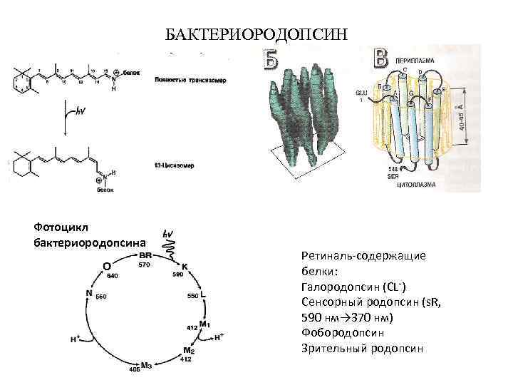 БАКТЕРИОРОДОПСИН Фотоцикл бактериородопсина Ретиналь-содержащие белки: Галородопсин (CL-) Сенсорный родопсин (s. R, 590 нм→ 370