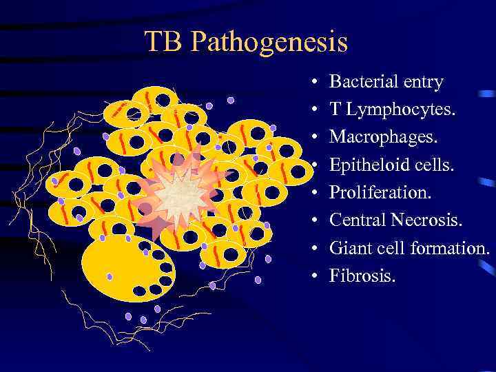 TB Pathogenesis • • Bacterial entry T Lymphocytes. Macrophages. Epitheloid cells. Proliferation. Central Necrosis.