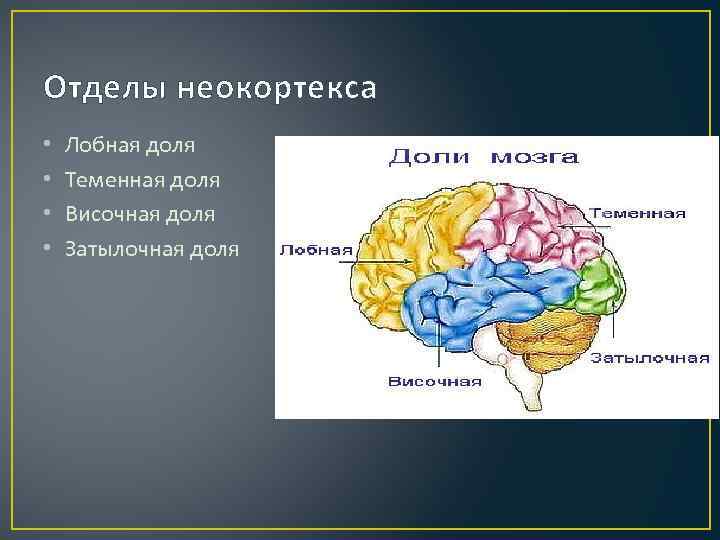 Отделы неокортекса • • Лобная доля Теменная доля Височная доля Затылочная доля 