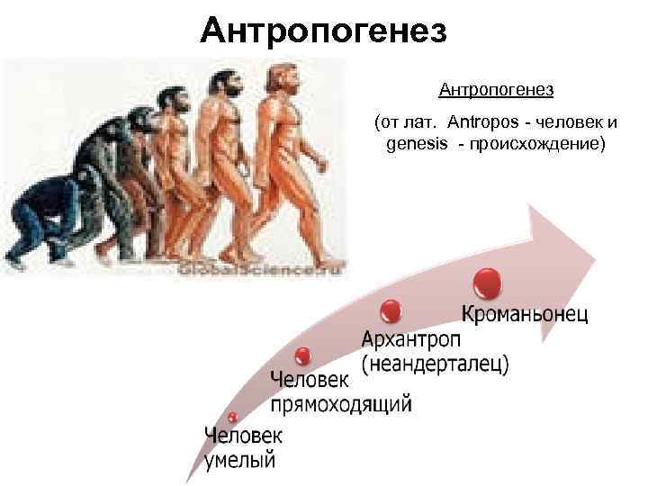 Антропогенез (от лат. Antropos - человек и genesis - происхождение) 