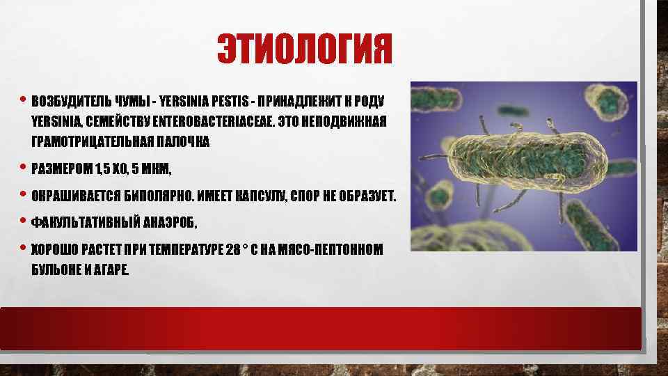 ЭТИОЛОГИЯ • ВОЗБУДИТЕЛЬ ЧУМЫ - YERSINIA PESTIS - ПРИНАДЛЕЖИТ К РОДУ YERSINIA, СЕМЕЙСТВУ ENTEROBACTERIACEAE.