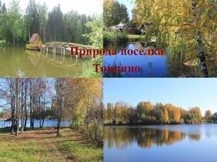 Природа поселка Тонкино 