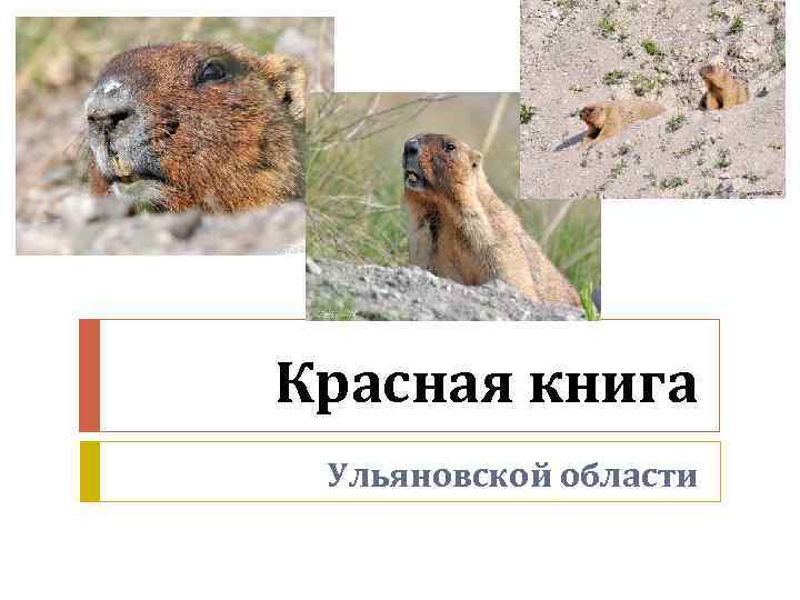 Красная книга растений ульяновской области проект