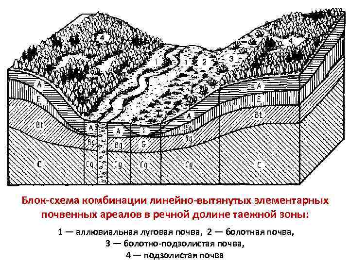 Блок-схема комбинации линейно-вытянутых элементарных почвенных ареалов в речной долине таежной зоны: 1 — аллювиальная
