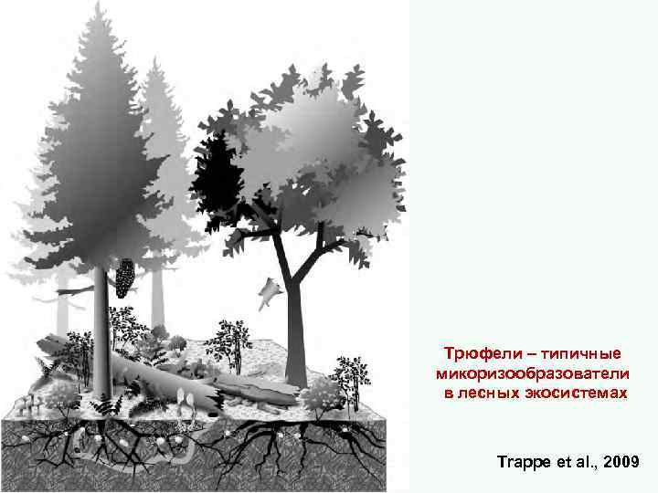 Tрюфели – типичные микоризообразователи в лесных экосистемах Trappe еt al. , 2009 