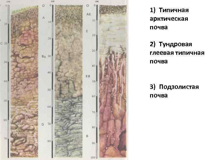 1) Типичная арктическая почва 2) Тундровая глеевая типичная почва 3) Подзолистая почва 