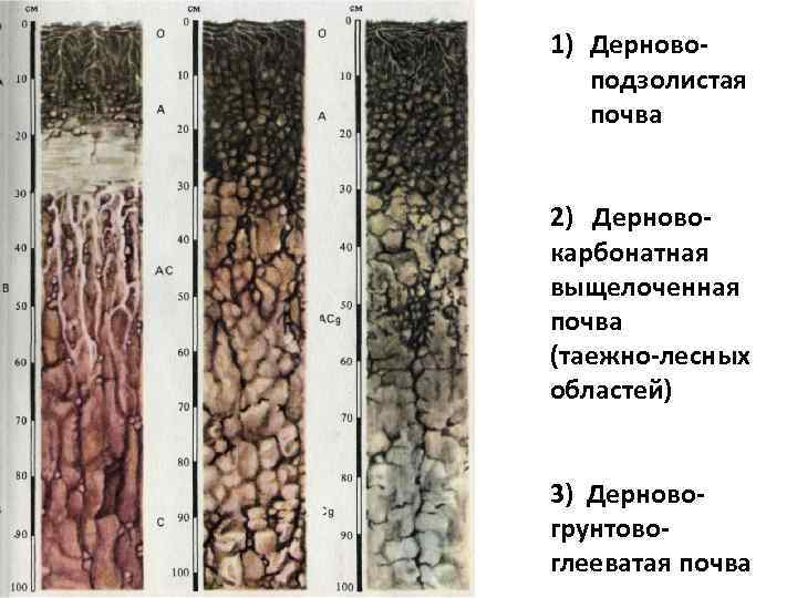 1) Дерновоподзолистая почва 2) Дерновокарбонатная выщелоченная почва (таежно-лесных областей) 3) Дерновогрунтовоглееватая почва 