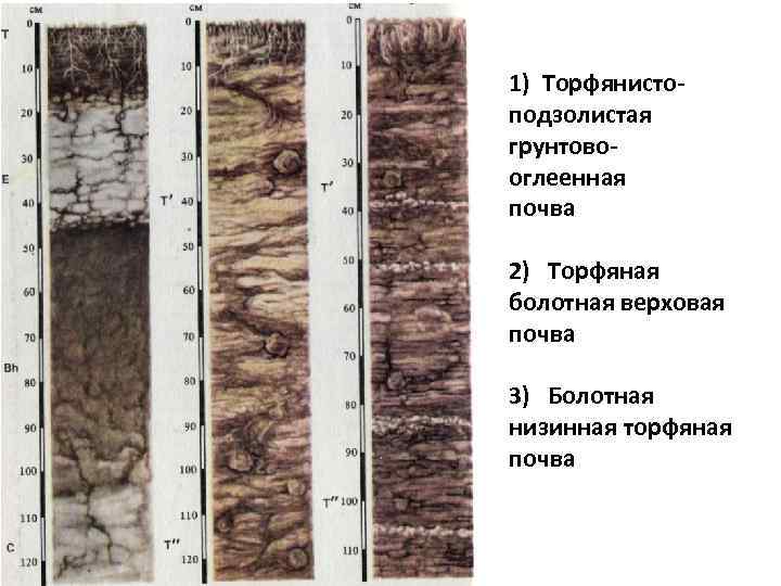 1) Торфянистоподзолистая грунтовооглеенная почва 2) Торфяная болотная верховая почва 3) Болотная низинная торфяная почва