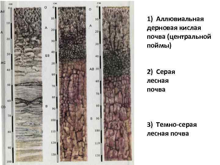 1) Аллювиальная дерновая кислая почва (центральной поймы) 2) Серая лесная почва 3) Темно-серая лесная